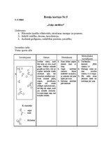 Konspekts 'Kustību rotaļas', 5.