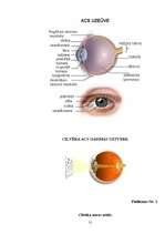 Referāts 'Krāsu un cilvēka auras sintēze', 31.