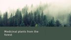 Prezentācija 'Forests and medicine', 3.