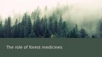 Prezentācija 'Forests and medicine', 17.