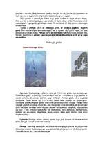 Referāts 'Pārejas purvs', 7.