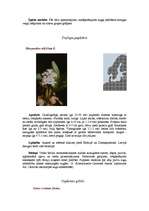 Referāts 'Pārejas purvs', 8.