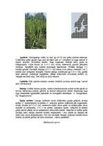 Referāts 'Pārejas purvs', 9.