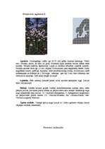 Referāts 'Pārejas purvs', 10.