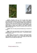 Referāts 'Pārejas purvs', 12.