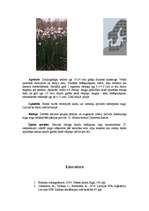 Referāts 'Pārejas purvs', 13.