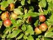 Referāts 'Reducējošo cukuru un pektīnu saturs Talsu novada augļkopju audzētajos ābolos', 52.